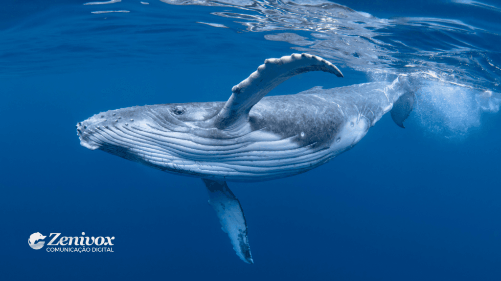 Uma baleia em movimento, nadando nas águas profundas do oceano, simbolizando a transformação impulsionada pelo modelo de negócios da DeepSeek , que está inovando no acesso e eficiência em inteligência artificial, assim como uma jornada profunda e exploratória de novas oportunidades tecnológicas.